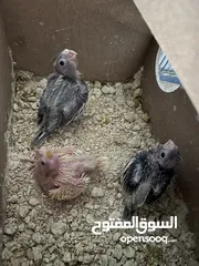  1 فراخ كوكتيل للزق اليدوي