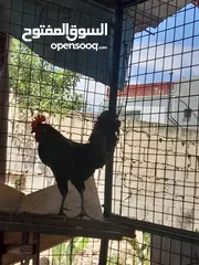  2 جاج محلق جامبو اسود سك فرختين وديك..        .......