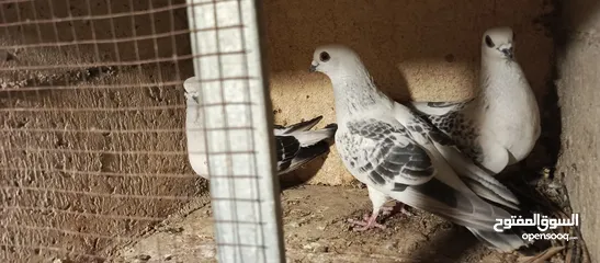  11 حمام للبيع