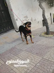  2 كلب روت وايلر للبيع