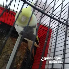  2 التواصل عبر واتس اب ببغاء كوكتيل  حجم كبير وعصافير حب مفتل و البينو وعادي عادي احجام كبيره