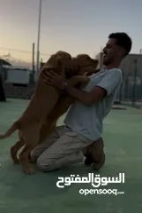  4 مركز تدريب كلاب بت زون