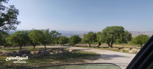  10 العالوك بيرين