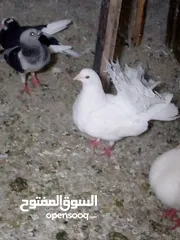 14 جوز حمام يمامه للبيع صحه ونضافه وشغال