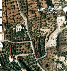  4 قطعة ارض بمساحة 550متر مربع  نابلس -نصف اجبيل شمال غرب نابلس ارض فيها زيتون وبتنفع لكل اشي  وسعر نار