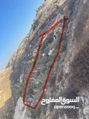  1 ارض مطلة عالية من اراضي تفوح على الخد مع دورا في منطقة الرقادي مزروعة زيتون