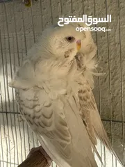  1 جوز هوقو رومو لاسوينج