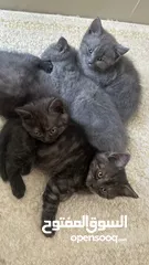  8 Adorable Baby Kittens