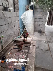  2 ديج ودجاجه مضربات والدجاجه بياضه