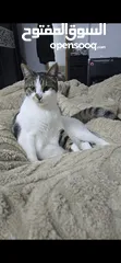  4 قط بلدي ذكر للتبني ( مجانا)