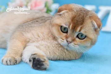  2 Scottish fold