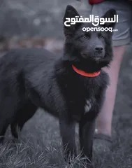  8 جيرمن شيبرد رويال بلاك