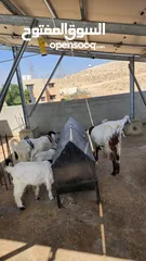  1 عنز للبيع الهاشمية