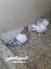  8 حمام جواز للبيع او البدل على دجاج