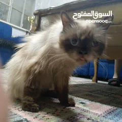  4 قطه هملايا لعوبه جدا ولطيفه جدا وهداء جدا جدا  الله يبارك ل صاحب النصيب القطه انثى من نوع هملايا