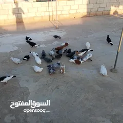  5 حمام للبيع في مادبا