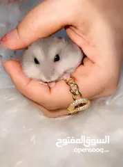  12 Baby Hamster female one month,7days,for free