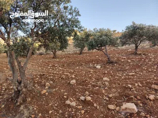  23 مزرعة لقطة مميزة مشجرة جرش دحل مساحة 3دونمات ونصف