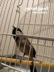  2 بلبل عراقي