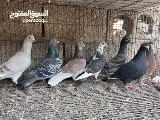  1 حماام البيع