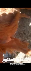  5 تيس كفاله هداد ولحم ماشاءالله تبارك وثنيه ثلاث حبات حليب ولحم