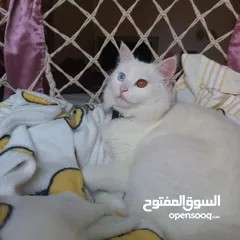  1 قطة انغورا مع ابنها للبيع