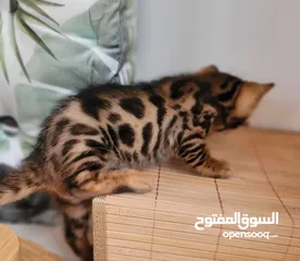  4 Bengal kitten top quality