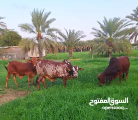  2 للبيع.  تربيه مزرعه  احجام ممتازه جدا