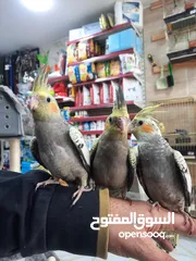  1 كوكتيل ازبيلا حبات نخب أليفة جدا اقرأ الوصف