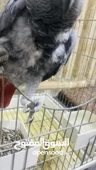  6 ذكر كاسكو اليف جدا ومتكلم بطلاقة