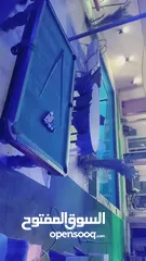  3 شاليه للايجار منطقه مطله جبل الروضه مطل ع البحر الميت وجبال فلسطين مسبح مغطى من اشعه الشمس
