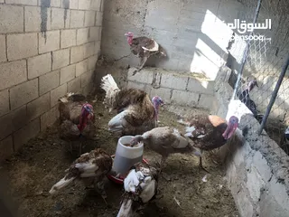  5 حبش احمر تركي نخب اول جواز
