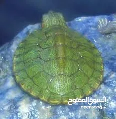  8 سلاحف سلحفاه سلحفه برمائيه  مائيه بريه  Small Amazon amphibious turtle