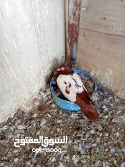  21 حمام كش وزق للبيع او للبدل على عصفير