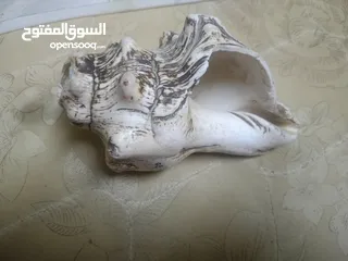  9 للبيع خنجر قرن زراف هندي مع حزام زري ومعه جم
