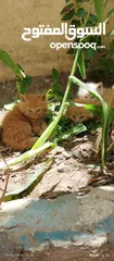  17 قطط شيرازي من المعدوم (3 قطط )عمر شهرين