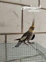  4 جوز كوكتيل للبيع