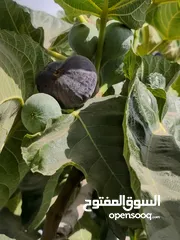  3 أشجار الفاكهة متوفر جميع أنواع الفواكه مشاتل 22 مايو