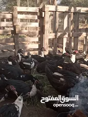  1 بط بلدي صافي راقد اشي على بيض واشي بدون ..طبعا بياض نخب صحة ونظافة اشي مرتب