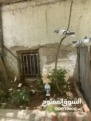  3 جوزين نوريات زرق مريوش فراخ