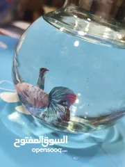  6 سمك الفايتر الملكي – ملك الزينة في عالم الأحواض هل تبحث عن لمسة اناقة