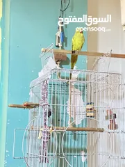  4 باذن الله جوز ببغاء دره هندي أليفات ومتكلمات