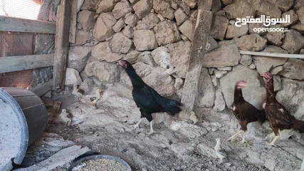  1 باكستاني نخب