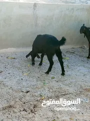  13 سخلتين شاميات ثنايا