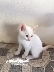  5 بيع قطه أم شيرازيه و الاب عماني عادي