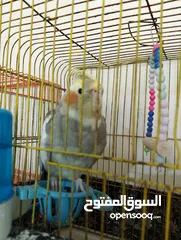  9 Othman10Othman@@