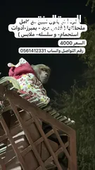  1 سبال للبيع