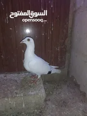  5 ثلث طواير للبيع
