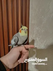  6 جوز كوكتيل منتج للبيع بسعر مغري