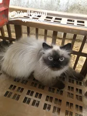  2 بسه للبيع ب 60 ليره
